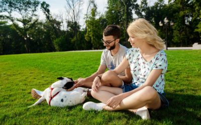 Enhancing Sports Fields with High-Quality Artificial Grass
