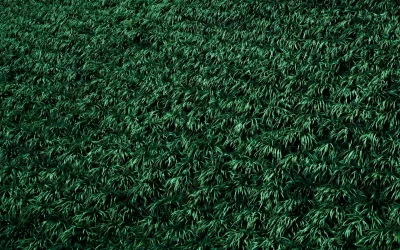 How Artificial Hedges Can Improve Your Landscape Design